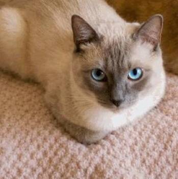Sonny (courtesy post) -  Siamese and American Shorthair Cat for Adoption in Berkeley Heights, New Jersey - Sonny (courtesy Post) | PetCurious