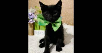 Captain Fuzzpants -  Domestic Short Hair Cat for Adoption in Groveland, Massachusetts - Captain Fuzzpants | PetCurious