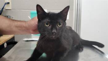 BLACK PEPPER -  Domestic Short Hair Cat for Adoption in Aurora, Illinois - BLACK PEPPER | PetCurious