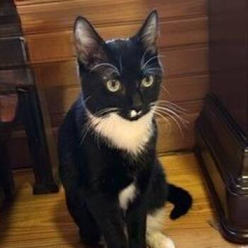 Melody -  Domestic Short Hair Cat for Adoption in Delta, Alabama - Melody | PetCurious