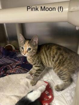 Pink Moon -  Domestic Short Hair Cat for Adoption in Hobart, Indiana - Pink Moon | PetCurious