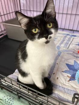 Reebok -  Domestic Short Hair Cat for Adoption in Lunenburg, Massachusetts - Reebok | PetCurious