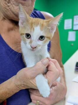 Skip-It -  Domestic Short Hair Cat for Adoption in Newburgh, Indiana - Skip-It | PetCurious