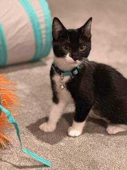 Domestic Short Hair Cats Available for Adoption - Petra - Playful And Affectionate Kitten | PetCurious