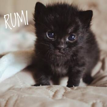 Domestic Short Hair Cats Available for Adoption in Las Vegas, Nevada - Rumi | PetCurious