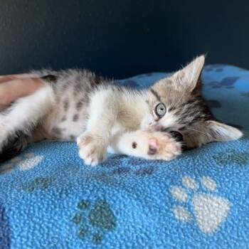 Epi Pen 26 -  Domestic Short Hair Cat for Adoption in Austin, Texas - Epi Pen 26 | PetCurious