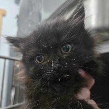 Caboose -  Domestic Long Hair Cat for Adoption in Idaho Falls, Idaho - Caboose | PetCurious