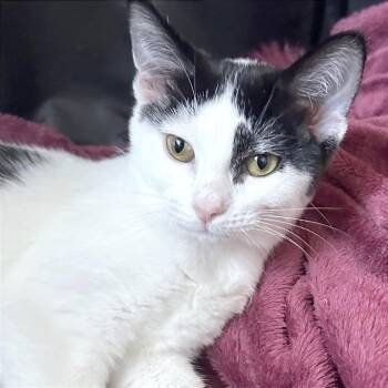 Mink -  Domestic Short Hair Cat for Adoption in Traverse City, Michigan - Mink | PetCurious