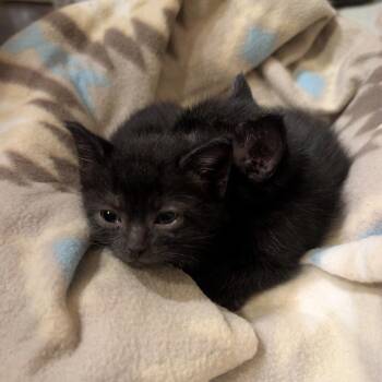 Domestic Short Hair Cats Available for Adoption in Indianapolis, Indiana - Pinto | PetCurious