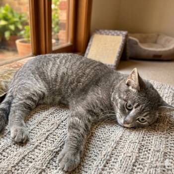 Domestic Short Hair Cats Available for Adoption - Moses | PetCurious