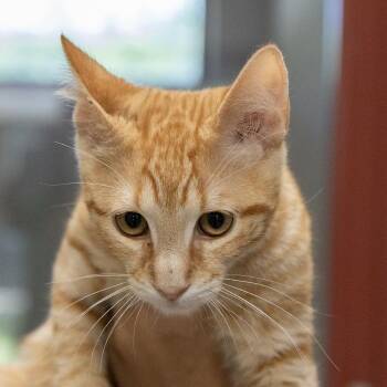 Domestic Short Hair Cats Available for Adoption - Racer | PetCurious