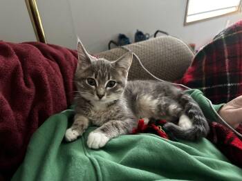 Rescue Domestic Short Hair Cats for Adoption - Nancy | PetCurious