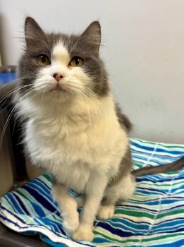 Domestic Long Hair Cats Available for Adoption in Herndon, Virginia - Gracie | PetCurious
