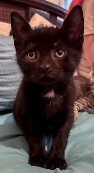 Jabba at PetSmart in Athens, GA -  Domestic Short Hair Cat for Adoption in Watkinsville, Georgia - Jabba At PetSmart In Athens, GA | PetCurious