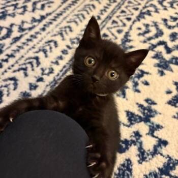 Domestic Short Hair Cats Available for Adoption in Lemoyne, Pennsylvania - Bowser | PetCurious