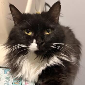 Persian Cats Available for Adoption in Austintown, Ohio - Moustache   | PetCurious
