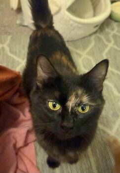 Domestic Medium Hair Cats Available for Adoption - Bonita | PetCurious