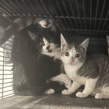 Rescue American Shorthair Cats for Adoption in Collinsville, Oklahoma - Kitty 4 | PetCurious