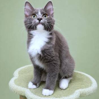 BEAUTIFUL BIJOU -  Russian Blue and Nebelung Cat for Adoption in Oakwood, Georgia - BEAUTIFUL BIJOU | PetCurious