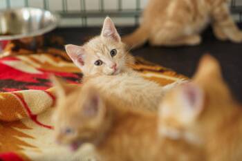 Kevin, Jimmy, Dave, Adam and Jessica -  Tabby Cat for Adoption in Lampasas, Texas - Kevin, Jimmy, Dave, Adam And Jessica | PetCurious