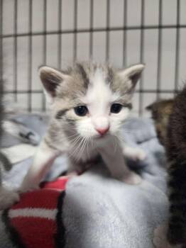 Domestic Short Hair Cats Available for Adoption - Pebbles | PetCurious