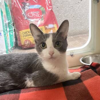 Maple Leaf -  Domestic Short Hair Cat for Adoption in Oak Brook, Illinois - Maple Leaf | PetCurious