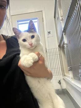 Rescue Domestic Short Hair Cats for Adoption in Santa Cruz, California - BOBBY* | PetCurious