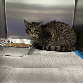 Domestic Short Hair Cats Available for Adoption - Allan | PetCurious