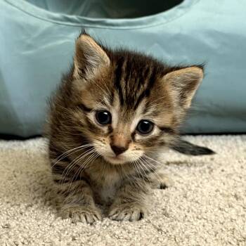 Domestic Short Hair Cats Available for Adoption in Long Beach, California - Pinto | PetCurious