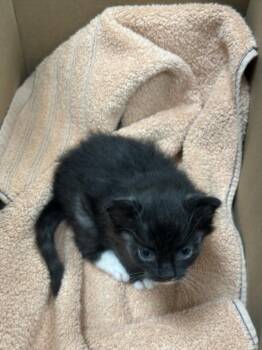 Domestic Short Hair Cats Available for Adoption in Las Vegas, Nevada - TWINKIE | PetCurious