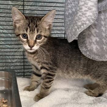 BENNY -  Domestic Short Hair Cat for Adoption in Hagerstown, Maryland - BENNY | PetCurious