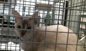 BILLIE -  Domestic Short Hair Cat for Adoption in Houston, Texas - BILLIE | PetCurious