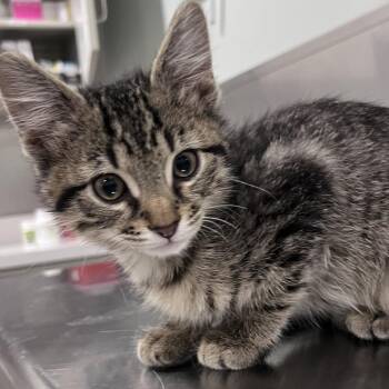 Domestic Short Hair Cats Available for Adoption in Washburn, Missouri - Moo-dini | PetCurious