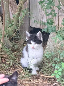 Jack -  Domestic Short Hair Cat for Adoption in Cromwell, Kentucky - Jack | PetCurious