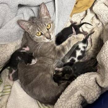 Rhaenyra -  Domestic Short Hair Cat for Adoption in Tempe, Arizona - Rhaenyra | PetCurious