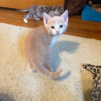 Domestic Short Hair Cats Available for Adoption in Chico, California - HANNAH MONTANA | PetCurious