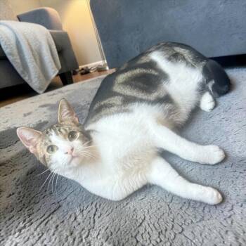 Domestic Short Hair and Tabby Cats Available for Adoption - Zeus | PetCurious