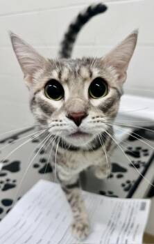 MIGUEL -  Domestic Short Hair Cat for Adoption in Derwood, Maryland - MIGUEL | PetCurious
