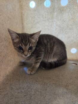 Selena -  Domestic Short Hair Cat for Adoption in Bossier City, Louisiana - Selena | PetCurious