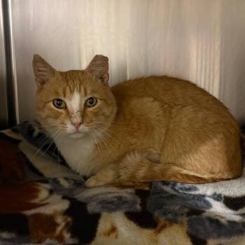 Domestic Short Hair Cats Available for Adoption in York, Pennsylvania - Kirkland Dr. | PetCurious