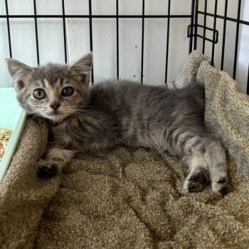 Dandelion -  Domestic Medium Hair Cat for Adoption in Spokane, Washington - Dandelion | PetCurious