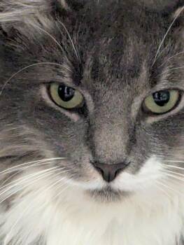 Breezy -  Domestic Long Hair Cat for Adoption in Norwalk, Connecticut - Breezy | PetCurious