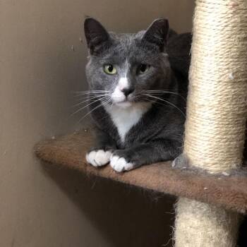 Rescue Domestic Short Hair and Russian Blue Cats for Adoption in Atoka, Tennessee - Greyjoy - Barn/Working Cat | PetCurious