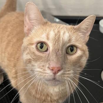 Charlie Girl -  American Shorthair Cat Available for Adoption in Oceanside, New York - Charlie Girl | PetCurious