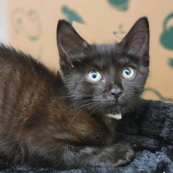 Riley -  Domestic Short Hair Cat for Adoption in Sarasota, Florida - Riley | PetCurious