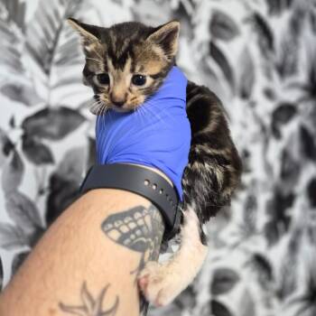 Domestic Short Hair Cats Available for Adoption in Wahiawa, Hawaii - Butterbean | PetCurious