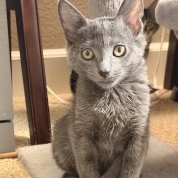 Linus -  Domestic Medium Hair Cat for Adoption in Pleasanton, California - Linus | PetCurious