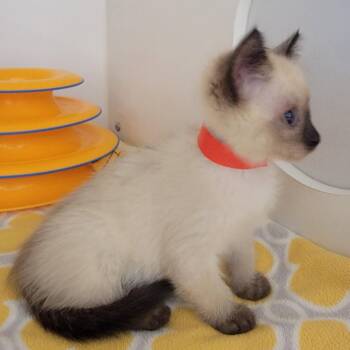 Domestic Short Hair Cats Available for Adoption in Phoenix, Arizona - Cacao | PetCurious