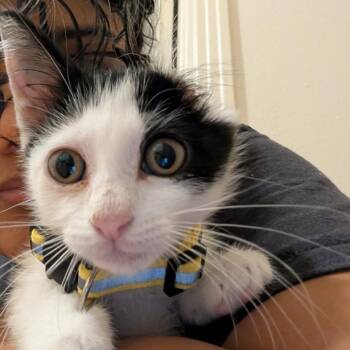 Van -  Domestic Medium Hair Cat for Adoption in Houston, Texas - Van | PetCurious