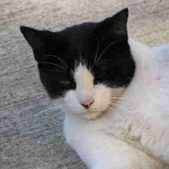 Rescue Domestic Short Hair Cats for Adoption in Chicago, Illinois - Jasmine | PetCurious